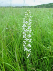 Platanthera hologlottis
