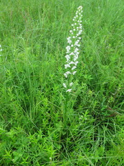 Platanthera hologlottis