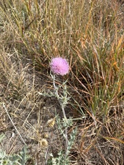 Cirsium ochrocentrum