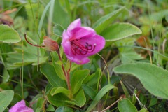 Rhododendron camtschaticum