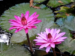 Nymphaea rubra
