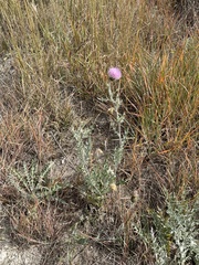 Cirsium ochrocentrum