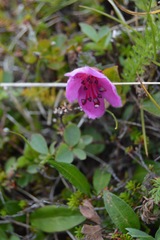 Rhododendron camtschaticum