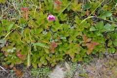 Rhododendron camtschaticum