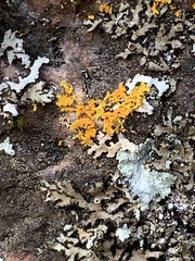 Xanthomendoza ulophyllodes