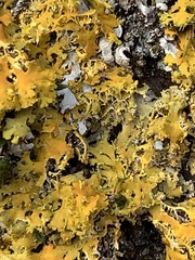 Xanthomendoza ulophyllodes