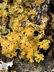 Xanthomendoza ulophyllodes