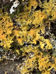 Xanthomendoza ulophyllodes