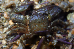 Petrolisthes cabrilloi