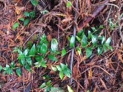 Tradescantia fluminensis