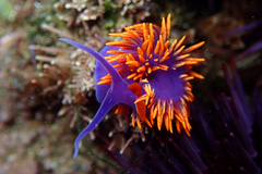 Flabellinopsis iodinea