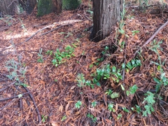 Tradescantia fluminensis