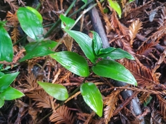 Tradescantia fluminensis