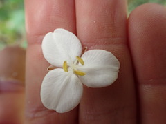 Libertia