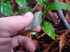 Tradescantia fluminensis