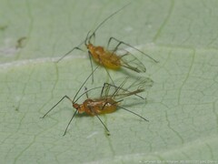 Illinoia liriodendri