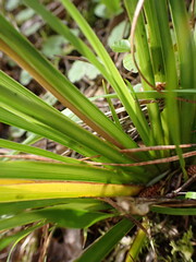 Libertia