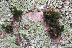 Orthotrichaceae