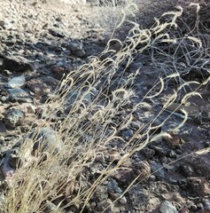 Bouteloua gracilis