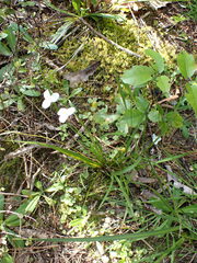Libertia