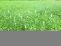 Platanthera hologlottis