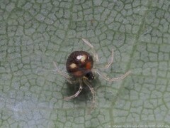 Theridula gonygaster