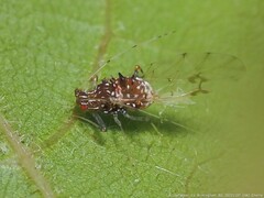 Drepanaphis carolinensis