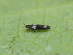 Caliothrips cinctipennis