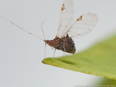 Drepanaphis carolinensis