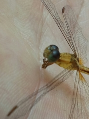 Neurothemis intermedia