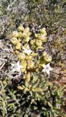 Stoeberia frutescens