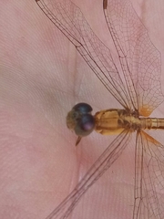 Neurothemis intermedia