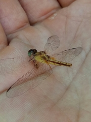 Neurothemis intermedia