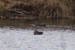 Mareca strepera strepera