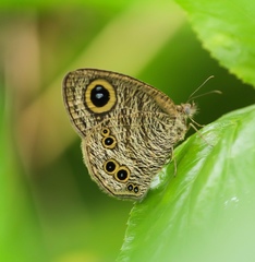 Ypthima baldus newboldi