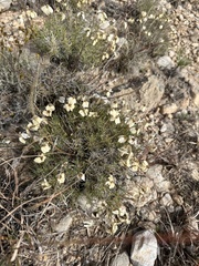 Zinnia acerosa