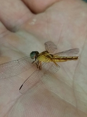 Neurothemis intermedia