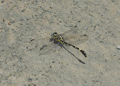 Austrogomphus cornutus