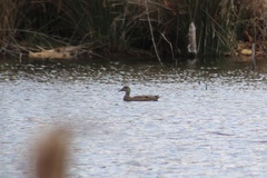 Mareca strepera strepera