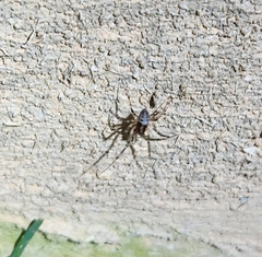 Drapetisca alteranda