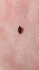 Potamopyrgus estuarinus