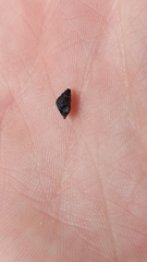 Potamopyrgus estuarinus