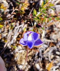 Thelymitra ixioides