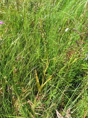 Platanthera hologlottis