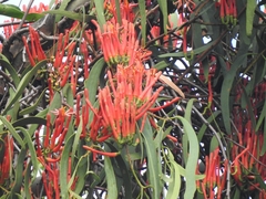 Dendrophthoe glabrescens