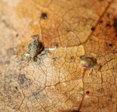 Dicyrtomina