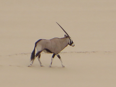Oryx gazella
