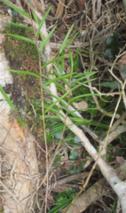 Dendrobium cunninghamii