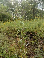 Salix babylonica tortuosa