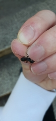 Camponotus japonicus